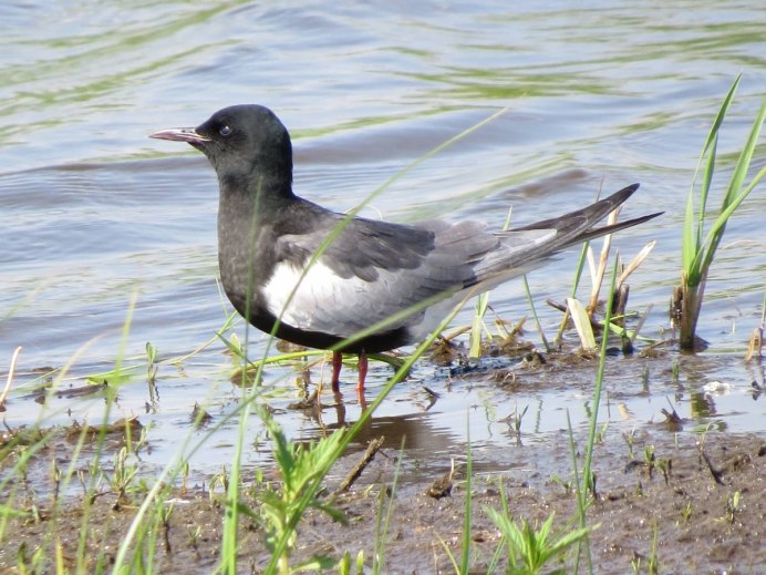 White Winged Tern