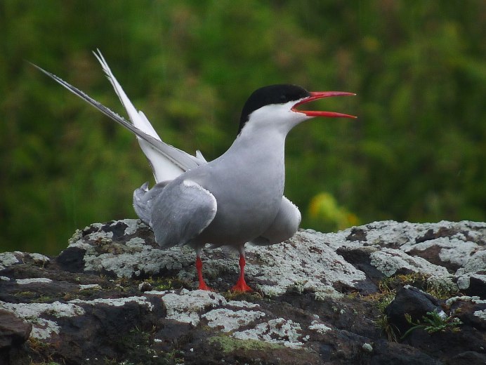 Крачка белокрылая Chlidonias leucopterus