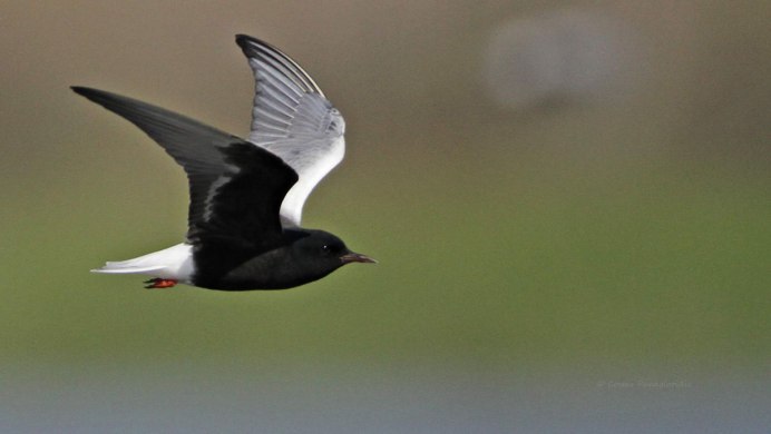 Крачка белокрылая Chlidonias leucopterus