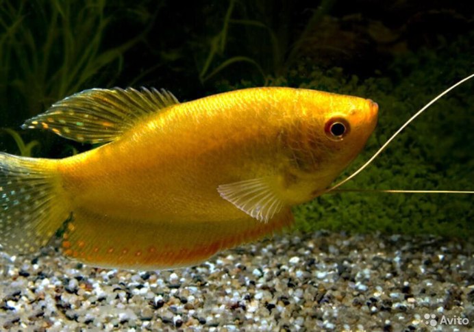 Гурами оранжевый