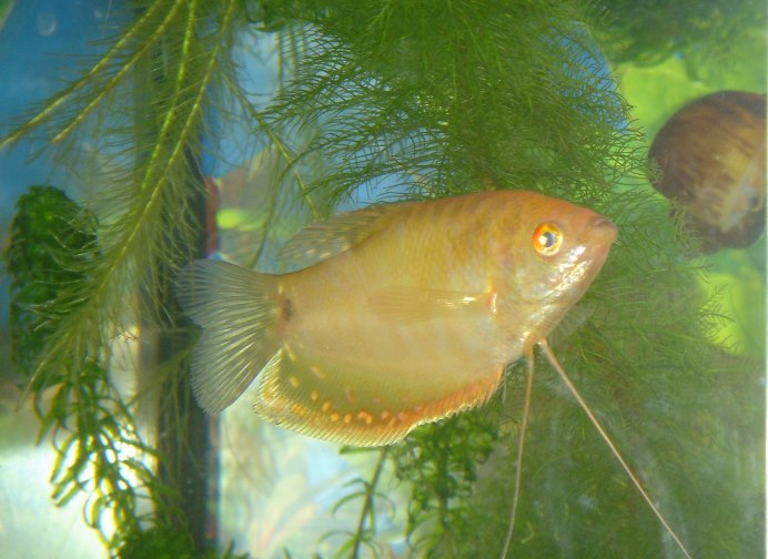 Гурами золотой