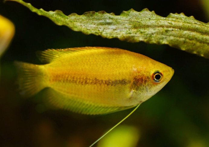 Гигантский гурами