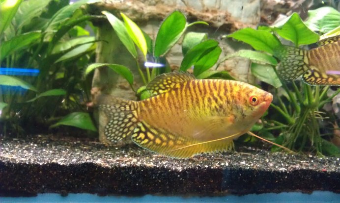 Гурами золотой