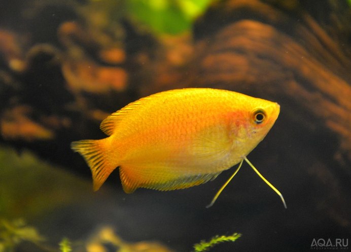Гурами медовый