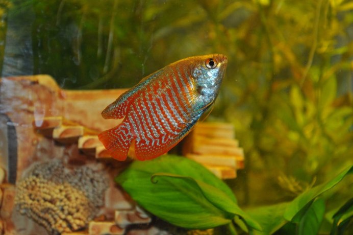 Гурами мраморный золотой