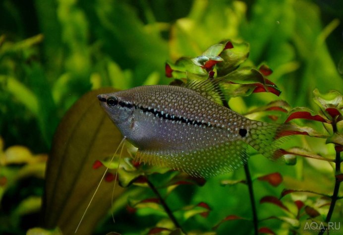 Гурами жемчужный