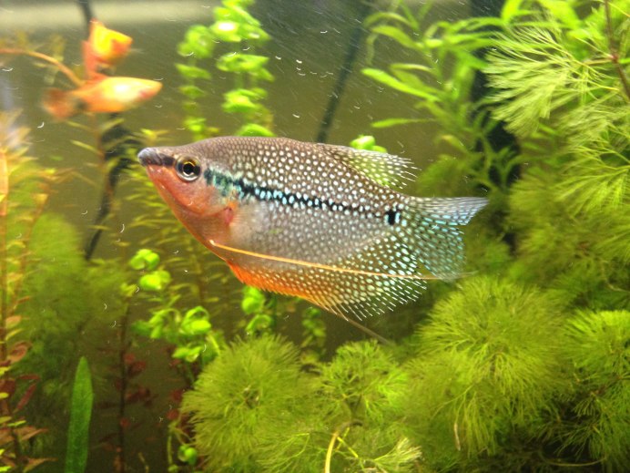Гурами золотой аквариумная рыбка