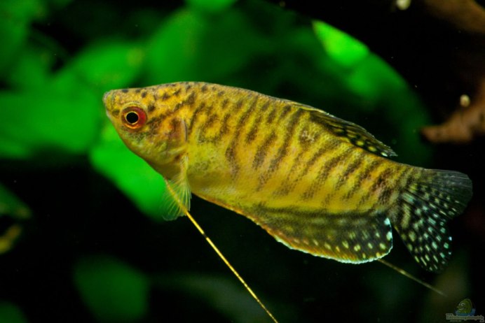 Гурами золотой