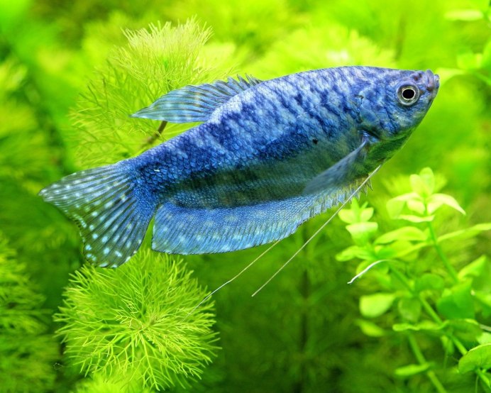 Гурами перламутровый