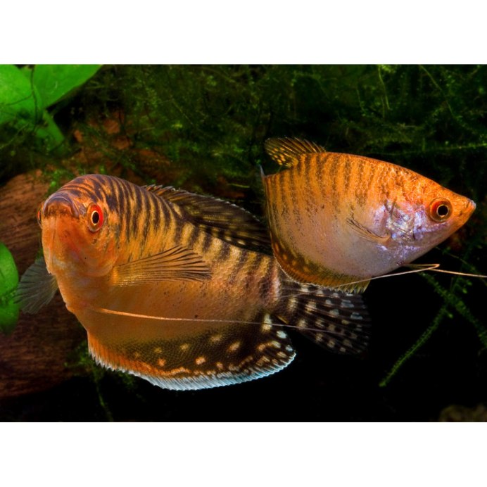 Гурами золотой