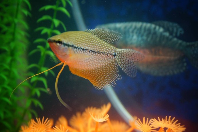Рыбка гурами золотой