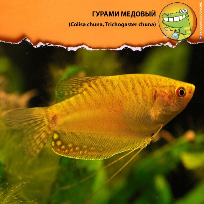 Гурами золотой