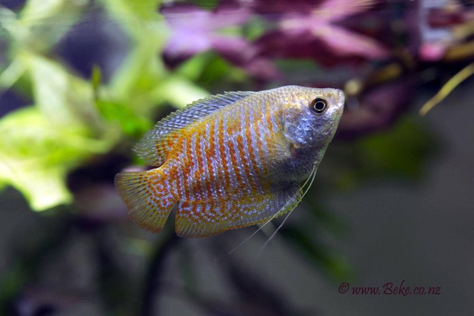 Жемчужный лабиринтовые гурами