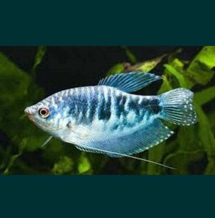 Гурами тигровый