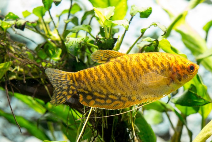 Гурами золотой аквариумная рыбка