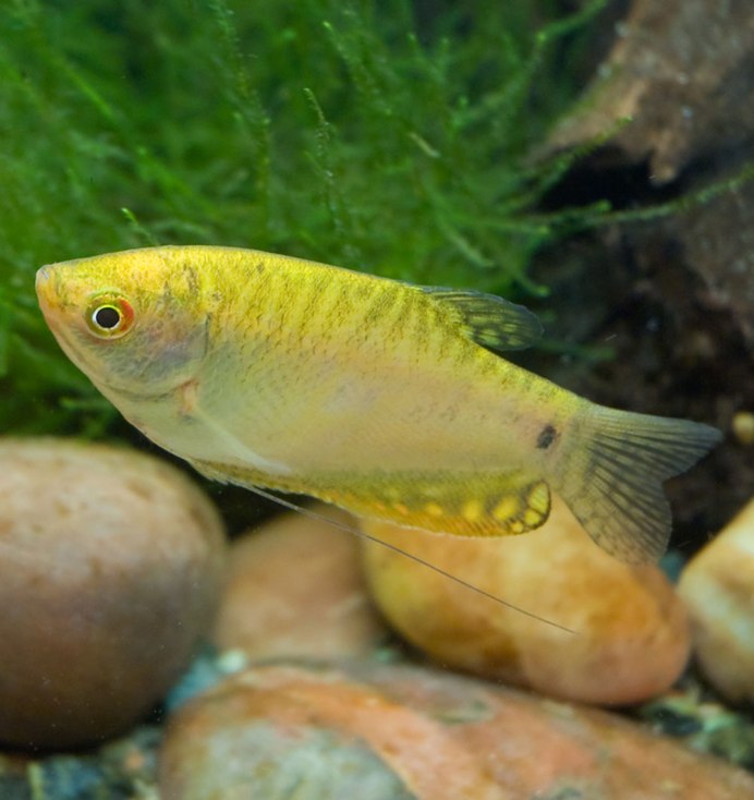 Гурами мраморный золотой