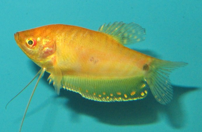 Гурами золотой