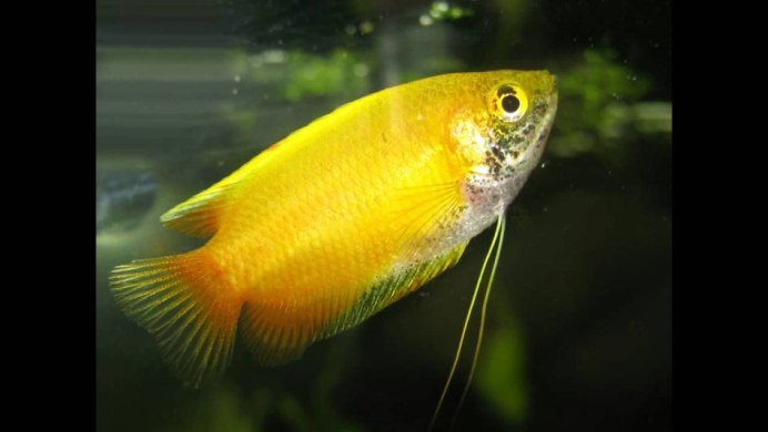 Рыбка гурами жемчужный