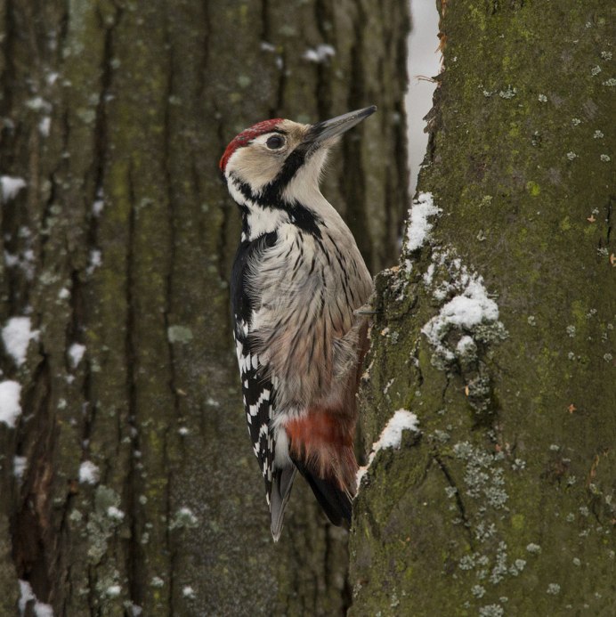 Downy Woodpecker