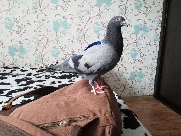 Английский короткоклювый Турман