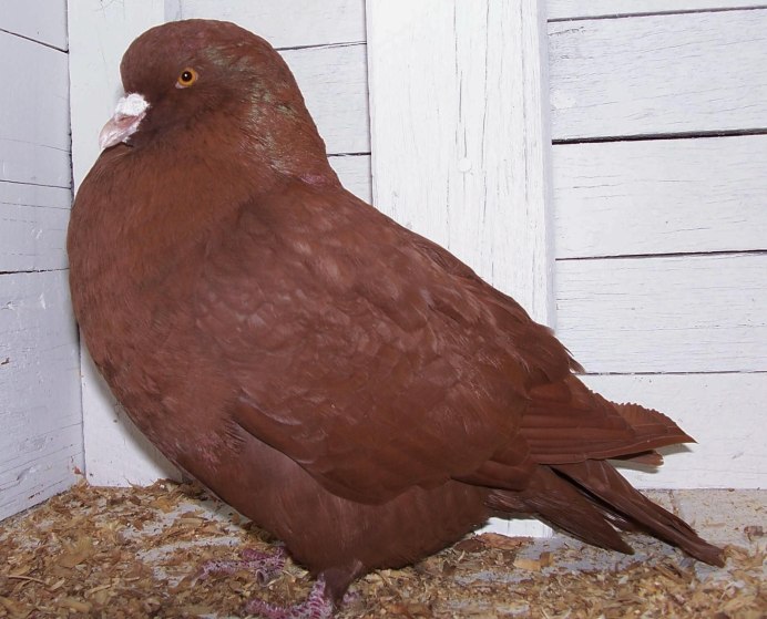Frillback Pigeon
