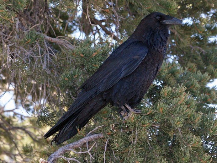 Corvus Corax птица