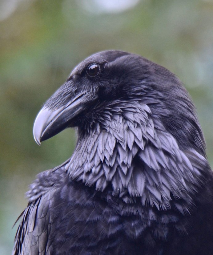 Королевский ворон Коракс