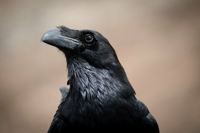 Corvus Corax