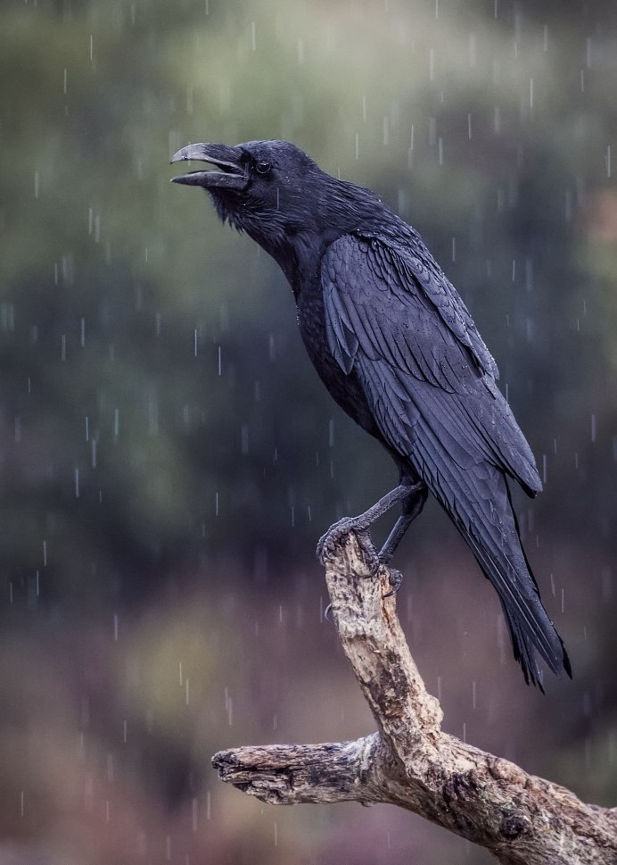 Corvus Corax Bird