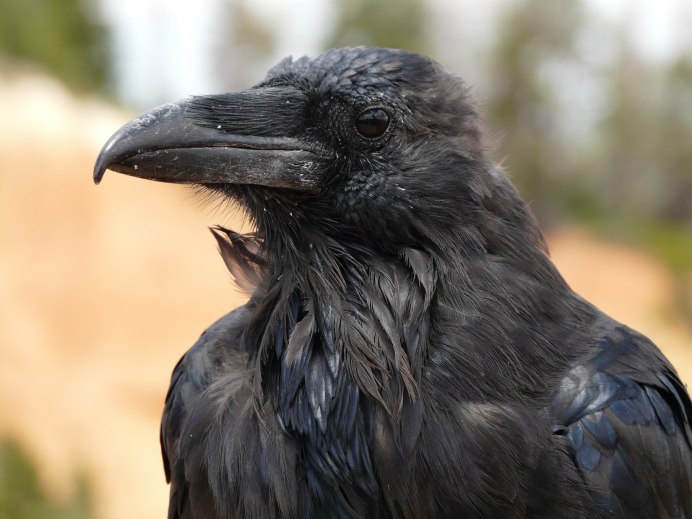 Corvus Corax птица ворон