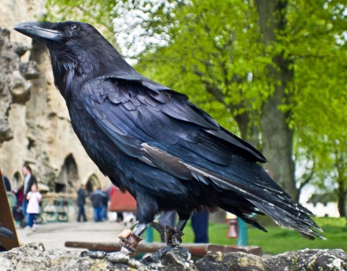 Ворона кар кар