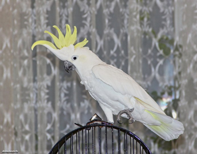 Какаду Альба