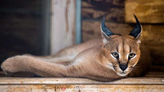 Каракал, пустынная Рысь