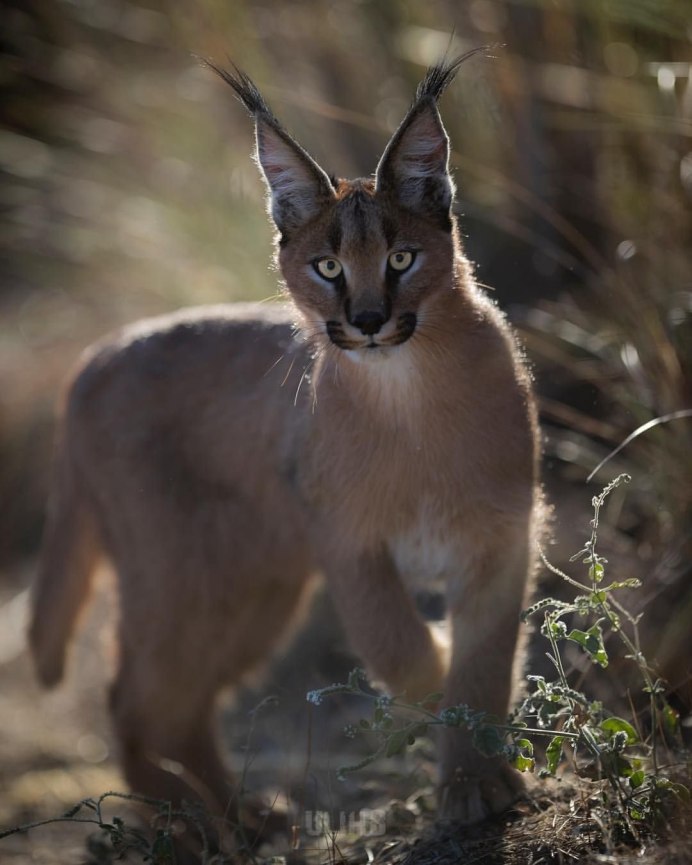 Каракал Нефертити