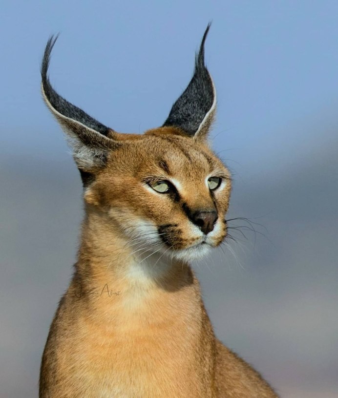 Сервал и каракал