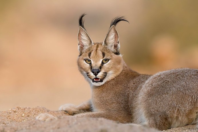 Бенгальская Рысь