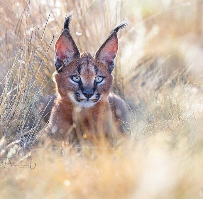 Сервал Саванна ф1