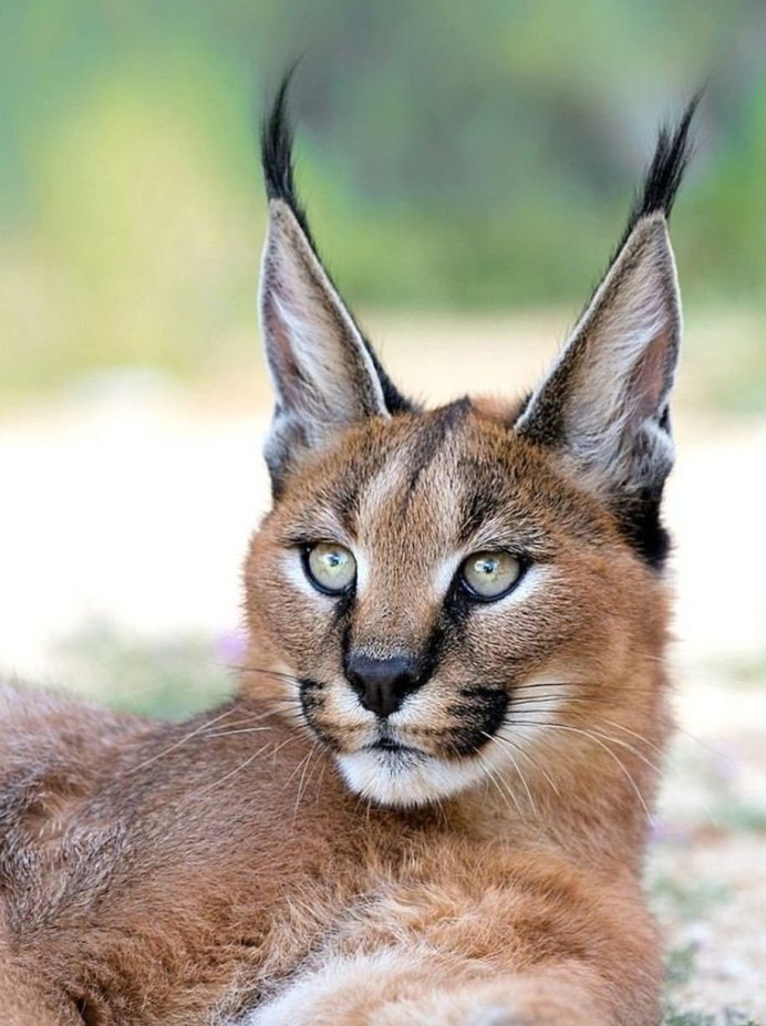 Каракал Адольф