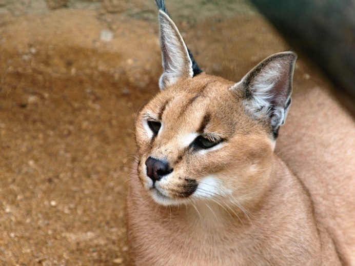 Бенгальская Рысь