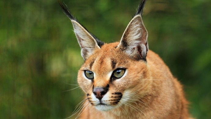 Кошка Рысь сервал