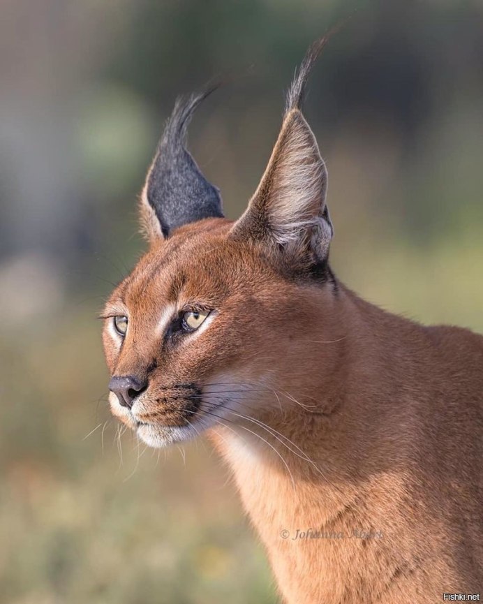 Сервал и каракал