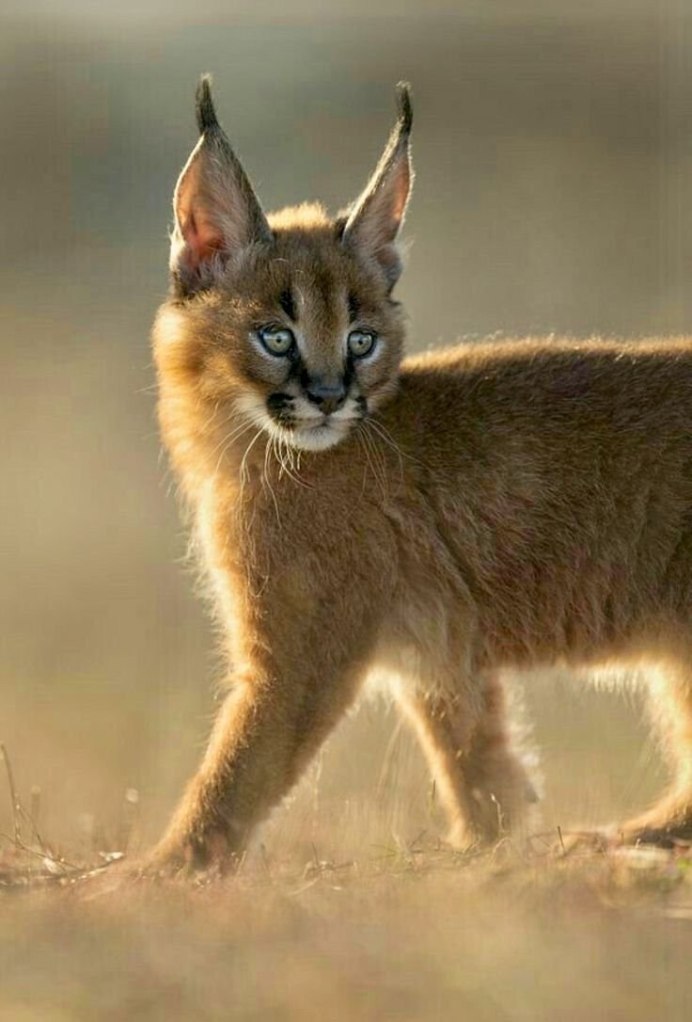 Каракал пустынная Рысь котенок