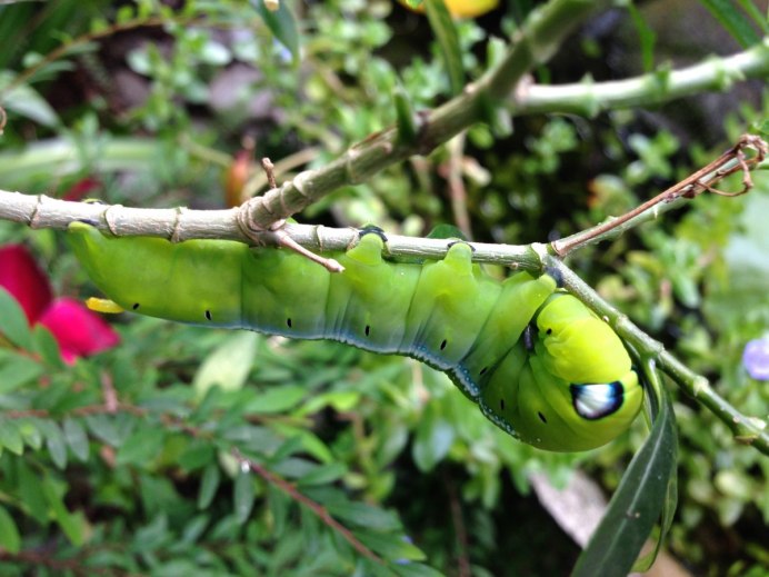 Sphinx Moth Caterpillar