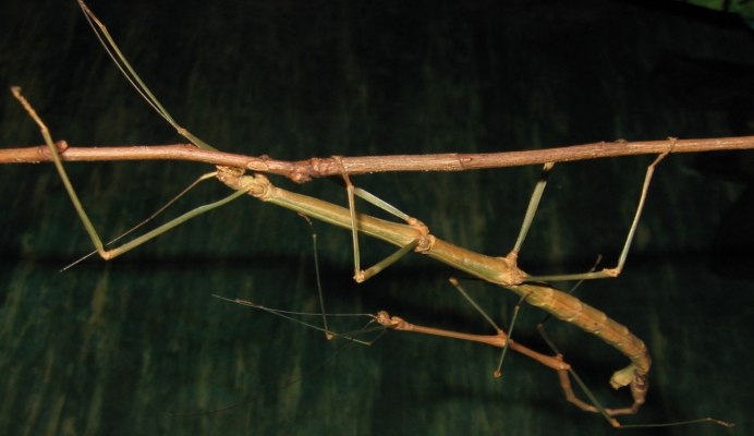 Parectatosoma hystrix