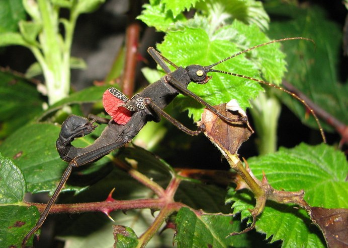 Limacodidae гусеницы