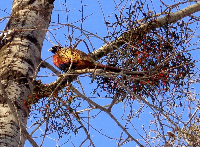 Птица фазан на дереве