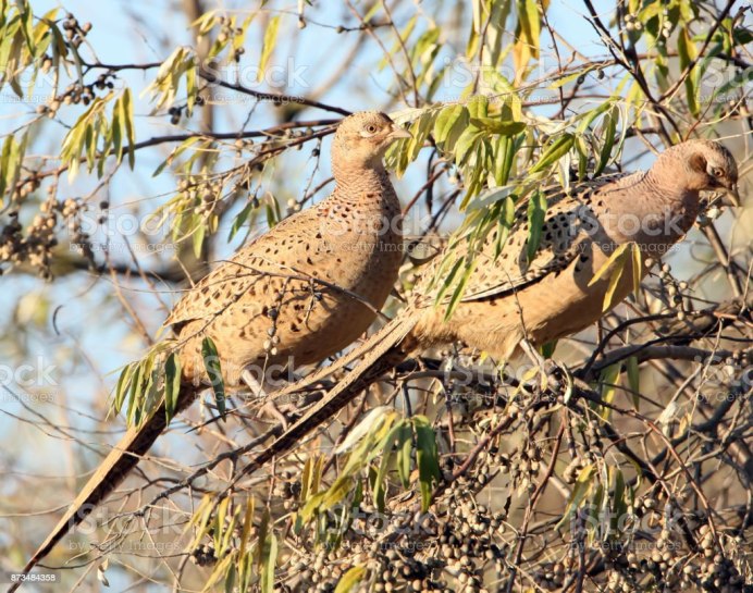 Самка фазана на дереве