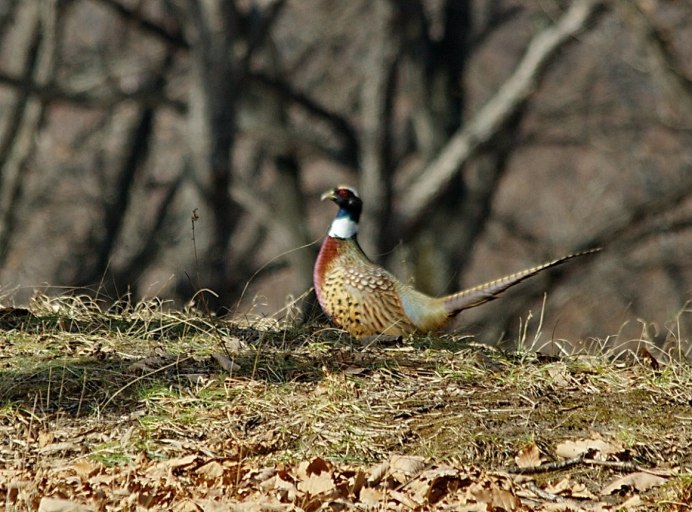 Фазан на дереве
