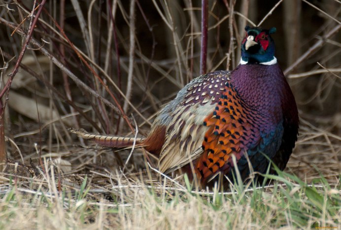 Фазан свайно