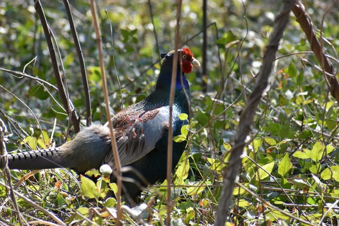 Фазан леди Амхерст